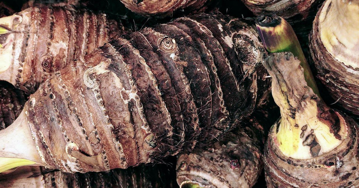 rezepte.utopia.de