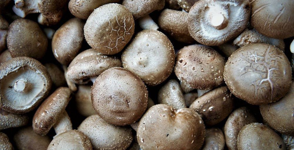 ShiitakePilze zubereiten Darauf solltest du achten Utopias Rezeptwelt