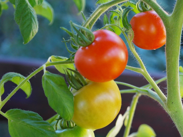 Tomaten kannst du selbst anbauen - im Garten oder auf dem Balkon.