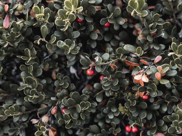 Du kannst die Beeren für die Preiselbeermarmelade auch selber sammeln.