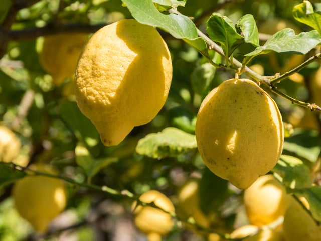Die Schale der Zitronatzitrone wird gerne in der süditalienischen Küche verwendet.