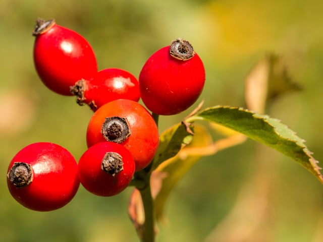 Hagebutten-Sirup: Tipps zur Verarbeitung der Früchte Um Hagebutten-Sirup herzustellen, musst du die Früchte zunächst entkernen.