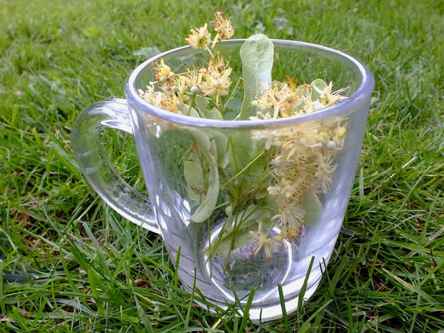 Lindenblütensirup herstellen: Schritt für Schritt Für Lindenblütensirup brauchst du frische Lindenblüten.