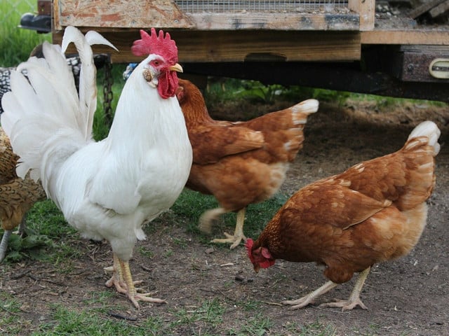 Für Salzburger Nockerln solltest du Eier von freilaufenden Bio-Hühnern verwenden.