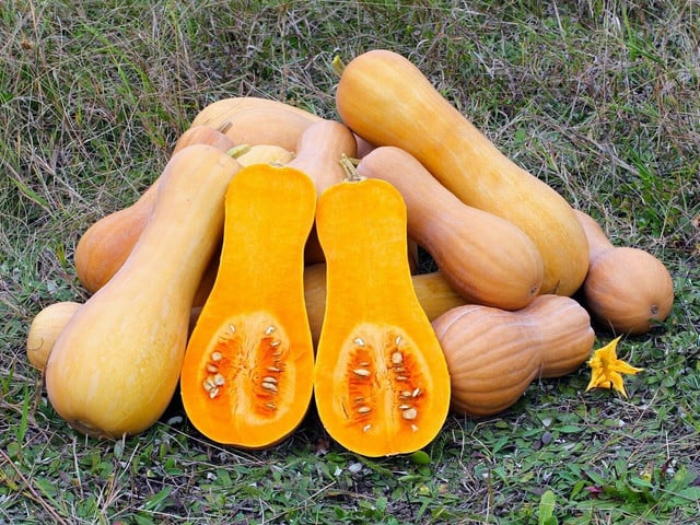 Den Butternut-Kürbis erkennst du an seiner birnenartigen Form und seiner hellen Schale.