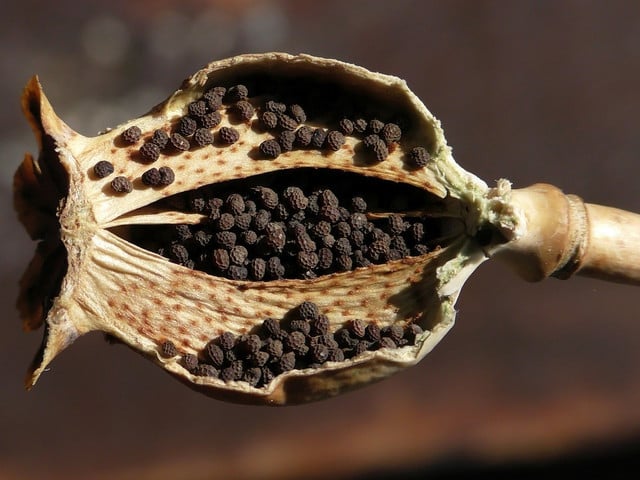 Blaumohn wird aus den Samen des Schlafmohns gewonnen.
