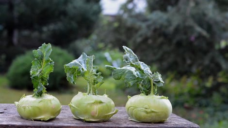 Kohlrabi mit Soße: Vegan und einfach zubereitet