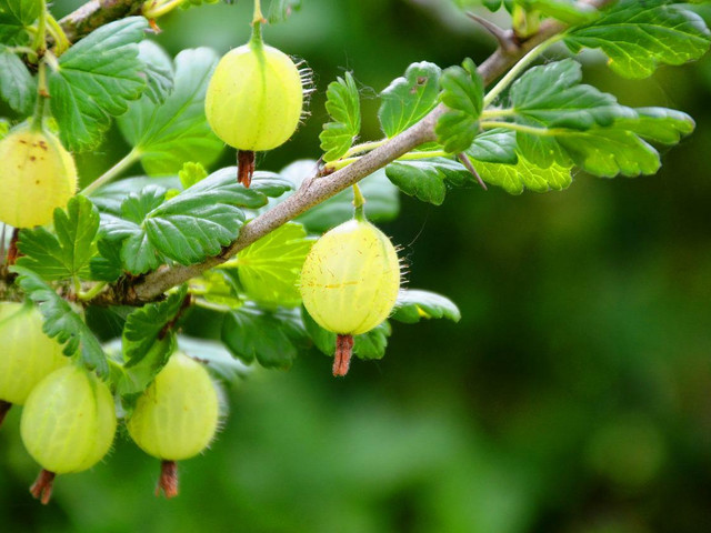 Mit frischen Beeren wird Stachelbeerlikör besonders fruchtig.