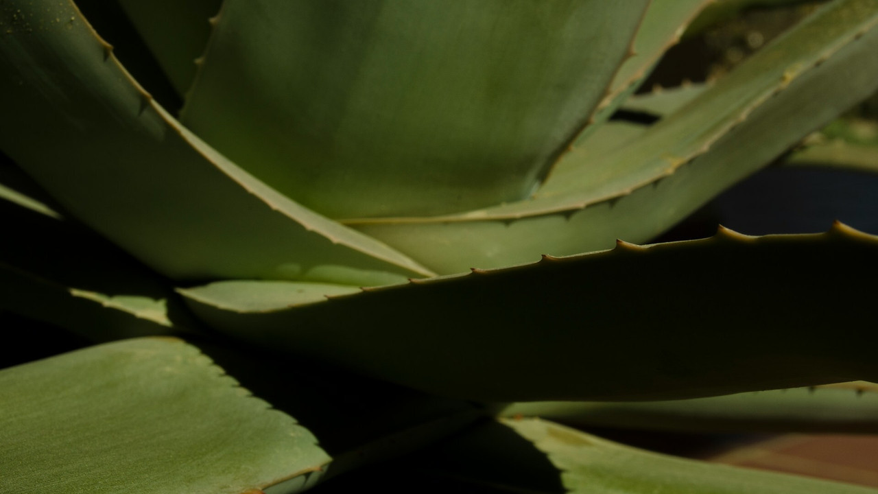 Aloe-vera-Drink: Erfrischendes Rezept