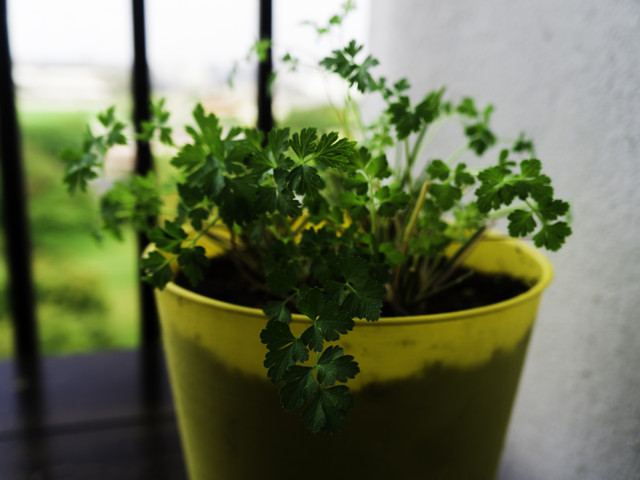 Petersilienkartoffeln: Tipps und Zubereitung Petersilie kannst du auch im Topf ziehen.