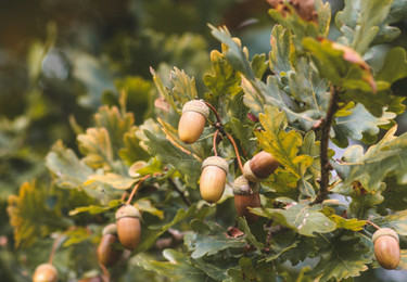 Konnte das Colorbox bild irgendwie nicht einfügen :( 
