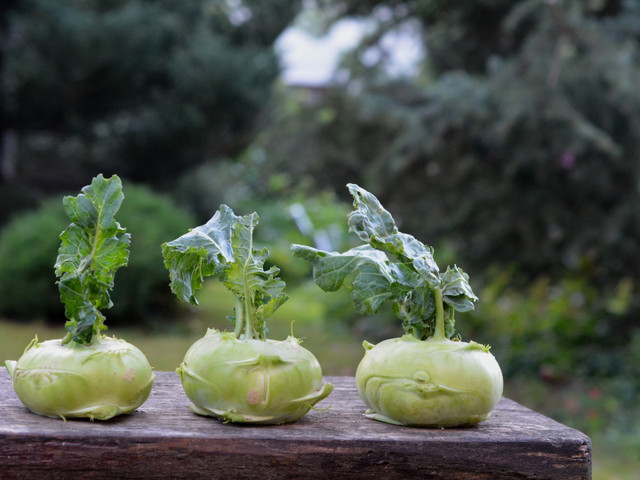 Aus Kohlrabiblättern kannst du leckere Kohlrabiröllchen zubereiten.