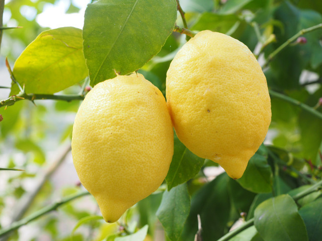 Zitronen geben Lemon Posset seinen Namen.