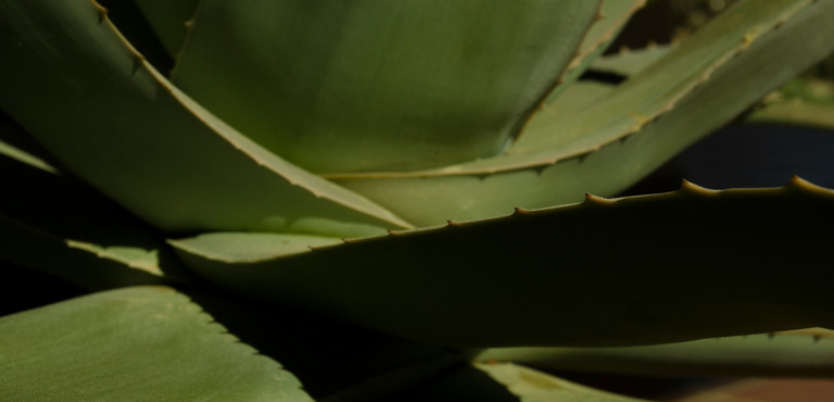 blue agave cacao Blue Agave & Cacao (Our version) Fragrance Oil main image 0