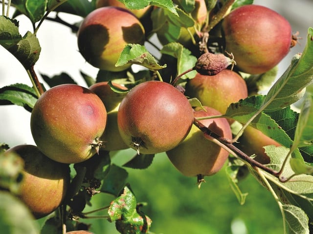 Achte bei den Zutaten für das Apfel-Blätterteig-Dessert möglichst auf Bio-Qualität.