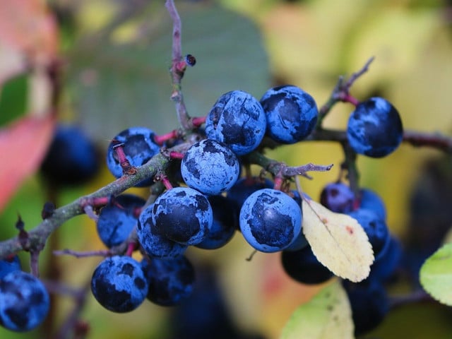 Schlehengelee: Tipps für die Zubereitung Schlehen haben in Deutschland von Herbst bis Winter Saison.