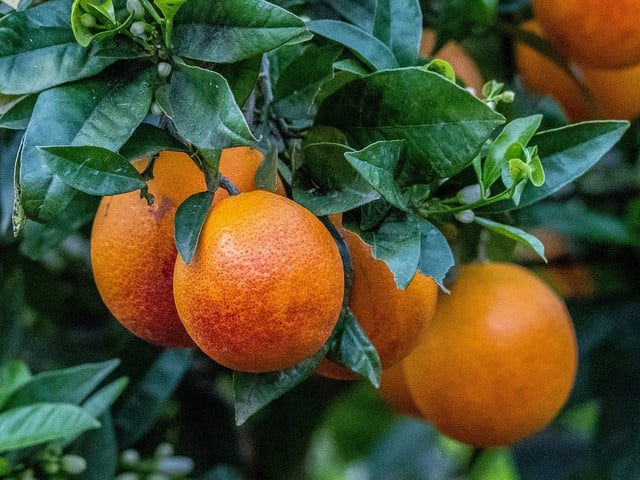 Orangeat wird aus der unbehandelten Schale zubereitet.
