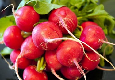 radieschen fermentieren