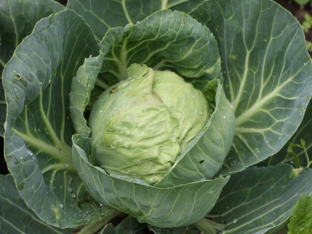 Achte bei den Zutaten für die Sarma möglichst auf Bio-Qualität.