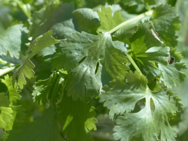Harira: Marokkanische Suppe mit viel Aroma Mit frischen Kräutern wie Koriander kannst du die Harira verfeinern.