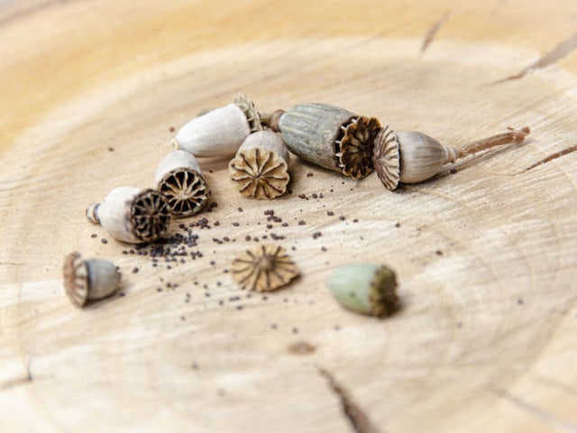 Gnocchi mit Mohn: Zubereitung und Serviertipps Achte bei den Zutaten, so auch bei den Mohnsamen, möglichst auf Bio-Qualität.