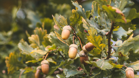 Linzer Streifen: Schnelle Plätzchen ohne Ausstechen