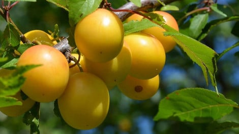 Mirabellen-Rezepte: 11 leckere Ideen