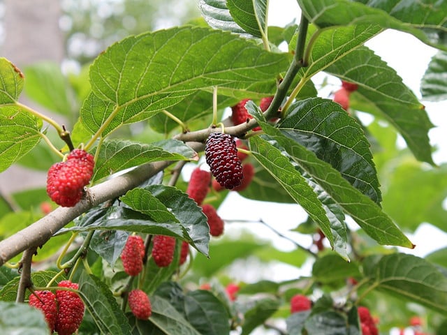 Diesen Maulbeerkuchen bereitest du mit roten Maulbeeren zu.