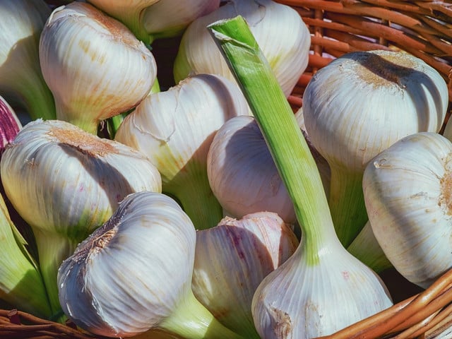 Der Knoblauchdip schmeckt besonders intensiv mit frisch geerntetem Knoblauch.