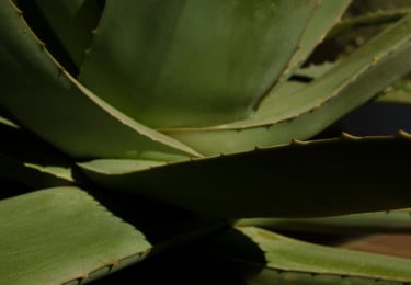 aloe vera drink