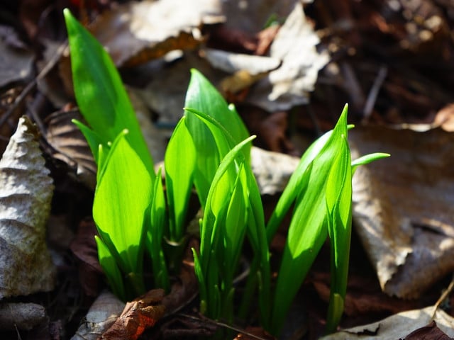 Bärlauch kannst du im Frühjahr selber sammeln. 