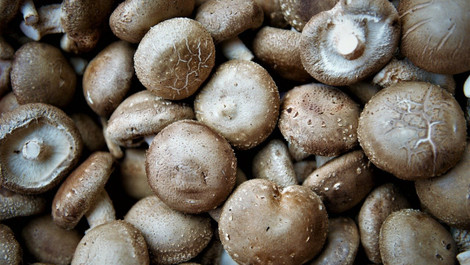 Shiitake-Pilze zubereiten: Darauf solltest du achten