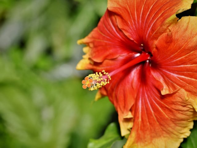 Hibiskusblüten kannst du online bestellen oder in der Apotheke kaufen.