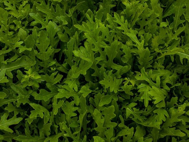 Frühlingssalat mit Rucola: Das Rezept Frühlingssalat mit Rucola ist in nur 15 Minuten zubereitet.