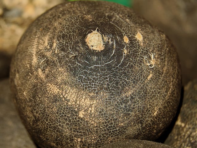 Um Hustensaft aus Schwarzem Rettich selbst herzustellen, brauchst du nur zwei Zutaten.