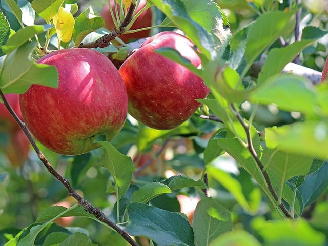 Den Apfelkuchen aus der Pfanne solltest du zubereiten, sobald Äpfel Saison haben.