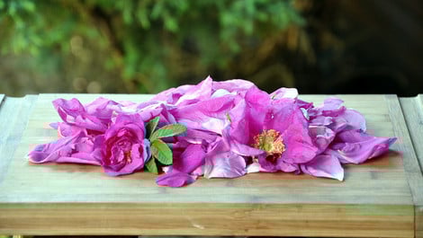 Rosenmarmelade selber machen: Rezept für Rosengelee