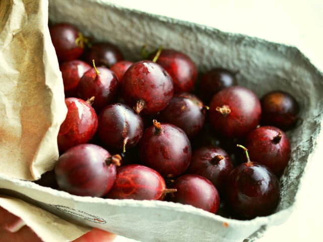 Stachelbeeren sind in ganz Europa heimisch.