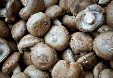Shiitake Pilze zubereiten 