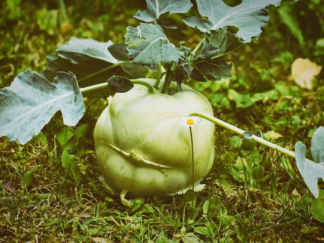 Kohlrabi mit Soße: Hinweise zur Zubereitung Kohlrabi mit Soße kannst du aus regionalen Bio-Zutaten kochen.