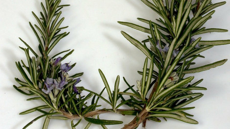 Rosmarin-Plätzchen: Rezept für die besonderen Weihnachtskekse