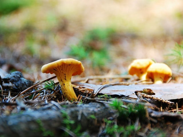 Du kannst die Pfifferlinge für die Pasta auch selber sammeln - musst dabei aber einiges beachten.
