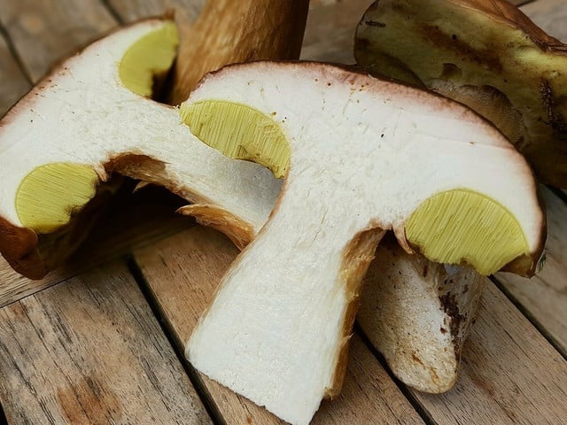 Steinpilze werden vom Sommer bis in den späten Herbst hinein geerntet. 