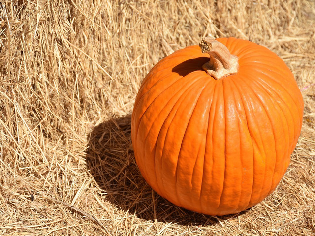 Vegan, saisonal und regional: So geht es nachhaltig Kürbis erhältst du aus regionalem Bio-Anbau.