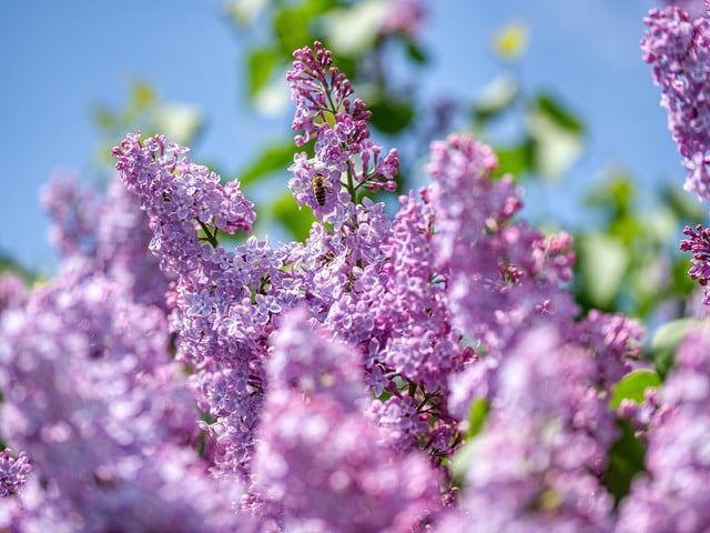 Tipps und Tricks rund um den Fliederblütensirup Fliedersirup kannst du daus den Blüten des Gemeinen Flieders zubereiten.