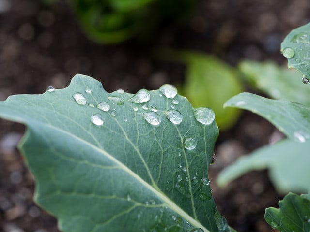 Suppe aus Kohlrabiblättern: So geht es noch einfacher Hast du nur noch Kohlrabiblätter übrig, kannst du auch aus ihnen eine Suppe kochen.