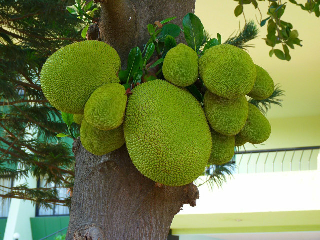 Jackfruit ist eine Tropenfrucht, die du als Fleischersatz für vegane und vegetarische Gerichte nutzen kannst. 