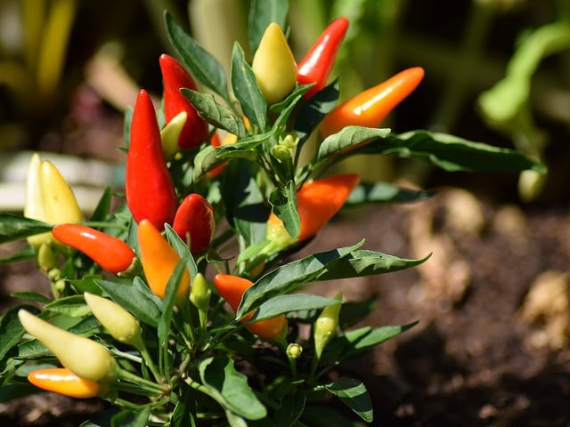 Chilischoten kannst du im eigenen Garten anbauen.