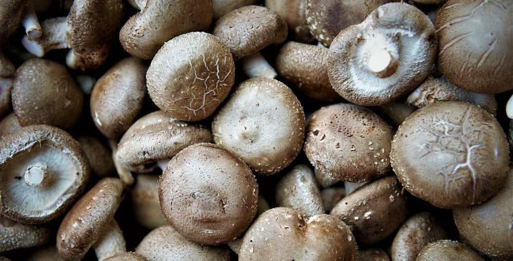 Shiitake Pilze zubereiten 