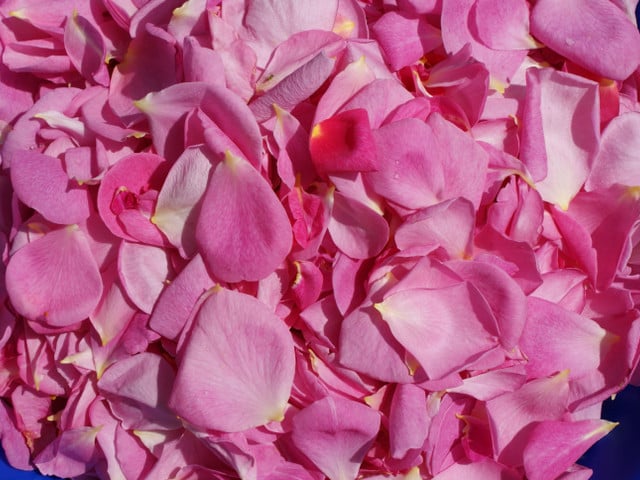 So machst du den Rosenblütensirup selber Je mehr Rosenblüten du für den Sirup verwendest, desto intensiver wird das Aroma.